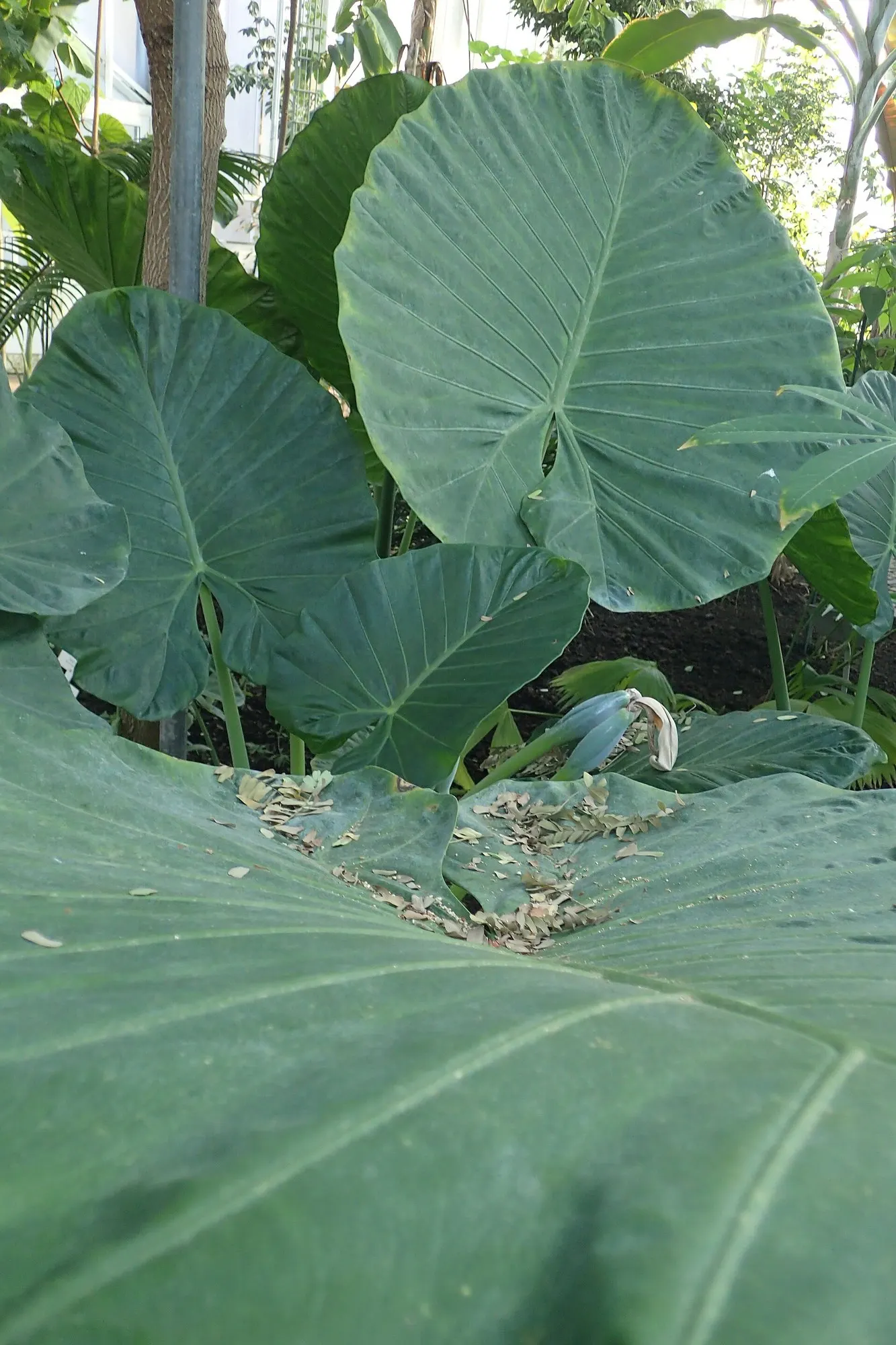 Tentacular™ Flying Squid (Alocasia plumbea) — making it especially useful where a dramatic plant is desired without overwhelming the space