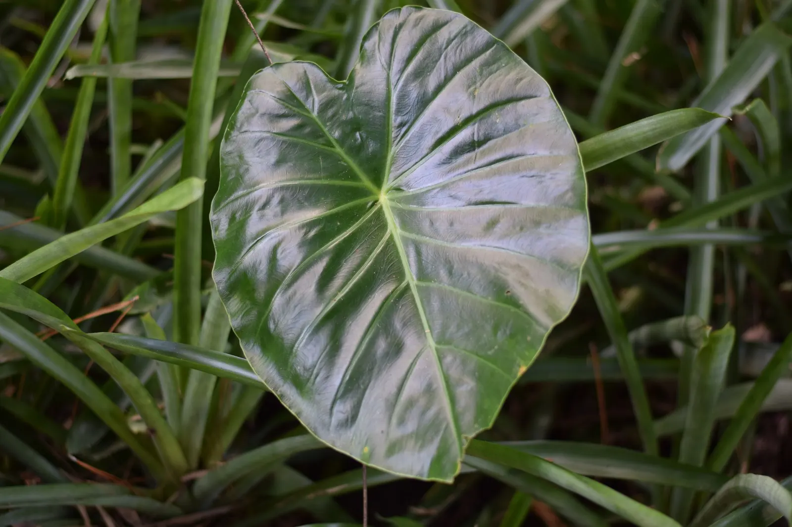 Tentacular™ Flying Squid (Alocasia plumbea) — Hardy in USDA Zones 10-11