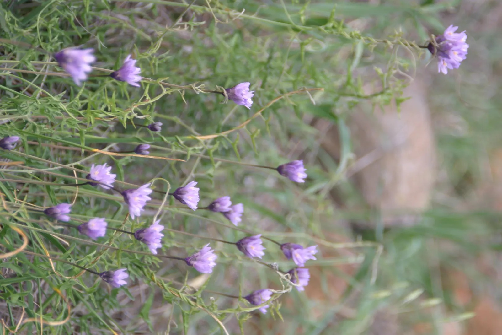 Blue Dicks (Dichelostemma Capitatum) — particularly found in California
