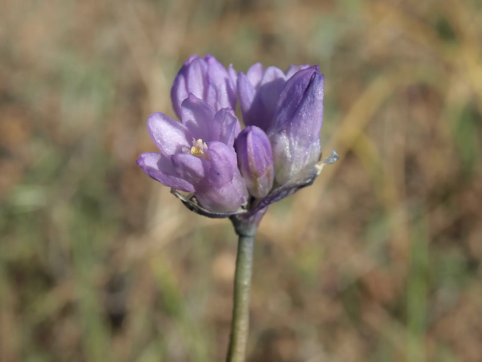Blue Dicks (Dichelostemma Capitatum) — bulb for full; this low-maintenance plant will provide years of vibrant color and natural charm to any outdoor space