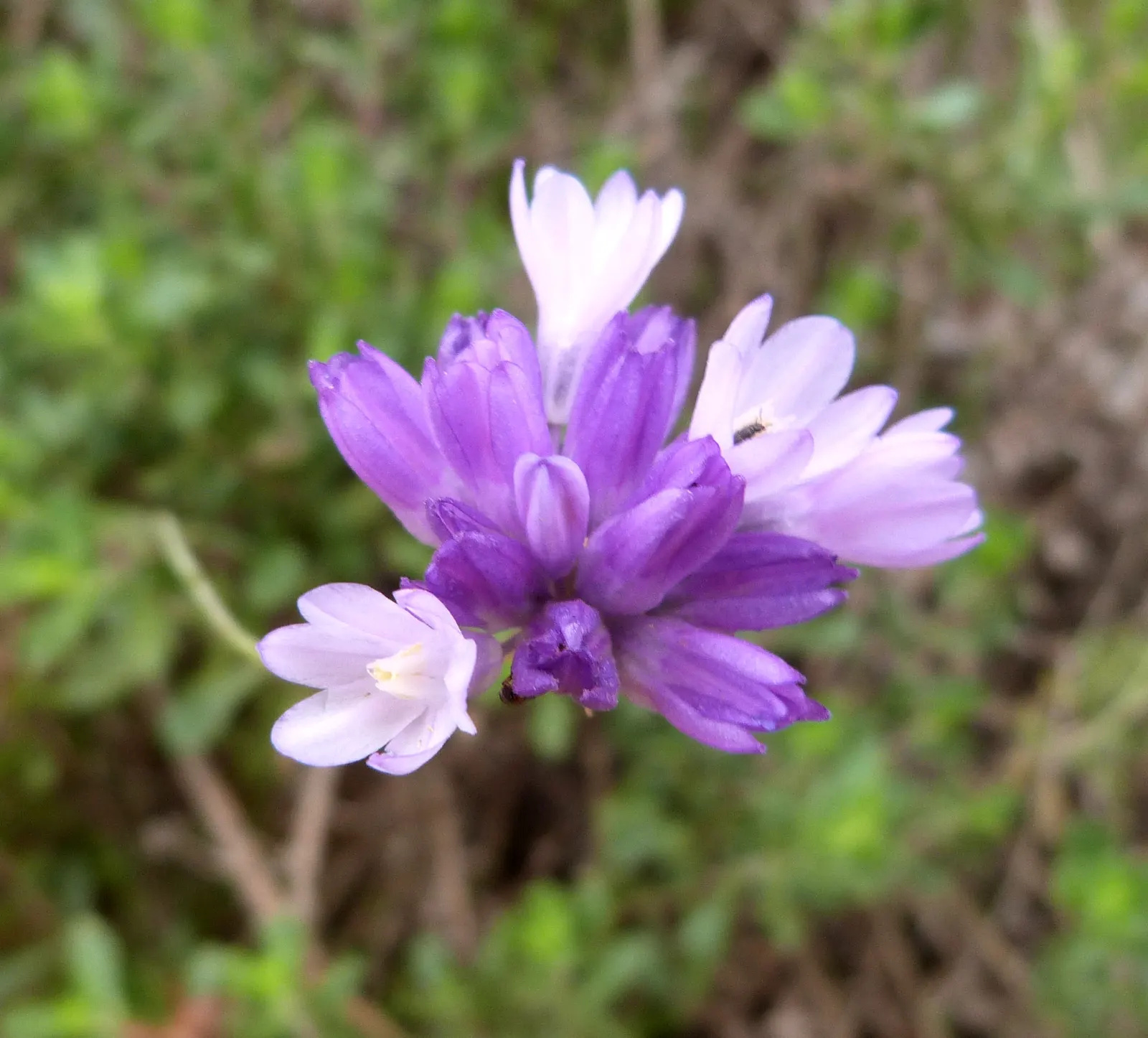 Blue Dicks (Dichelostemma Capitatum) — attract bees and butterflies; this native wildflower of the Western United States, image 51