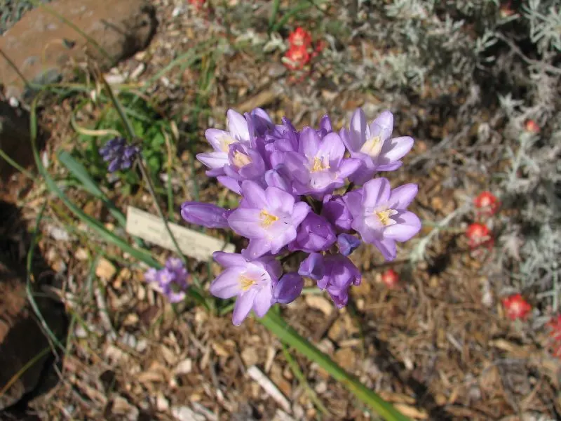 Blue Dicks (Dichelostemma Capitatum) — consider planting them in groups for a bold visual impact