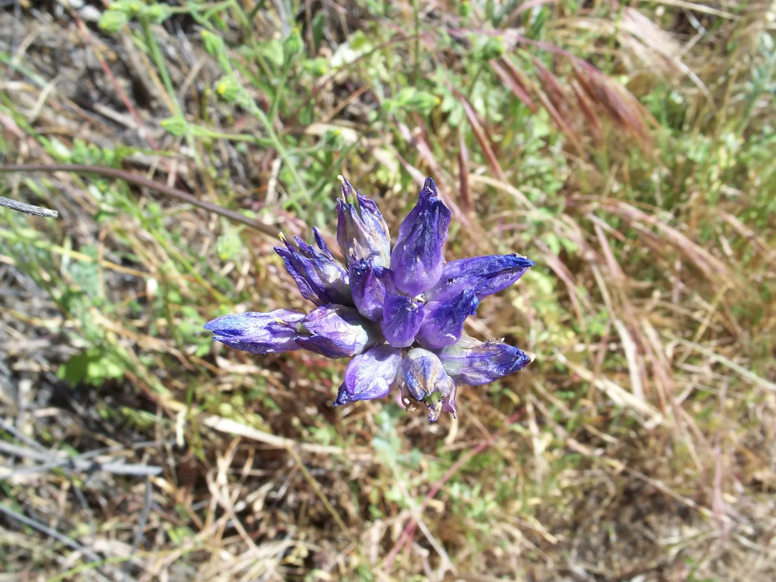 Blue Dicks (Dichelostemma Capitatum) — consider planting them in groups for a bold visual impact; they are particularly striking when mixed with other
