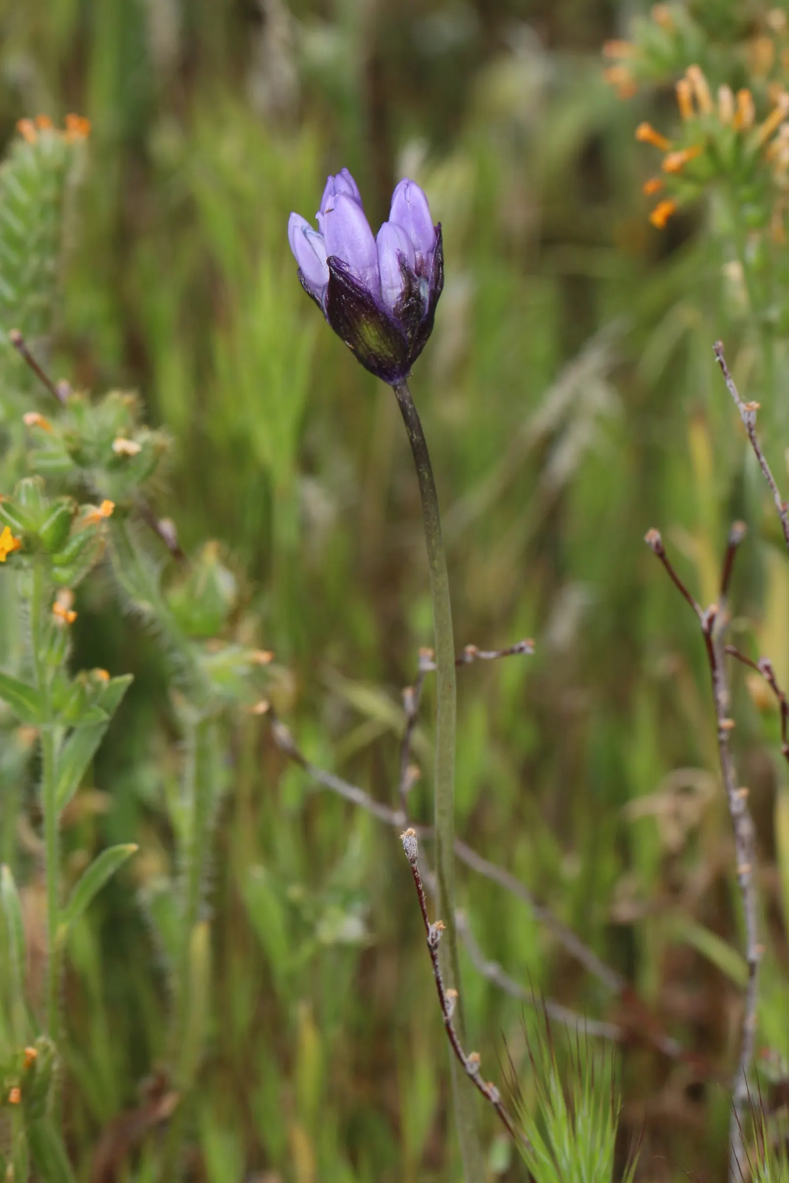 Blue Dicks (Dichelostemma Capitatum) — is a perennial bulbiferous plant that adds a delightful splash of color to any garden; commonly known as Blue Dicks or