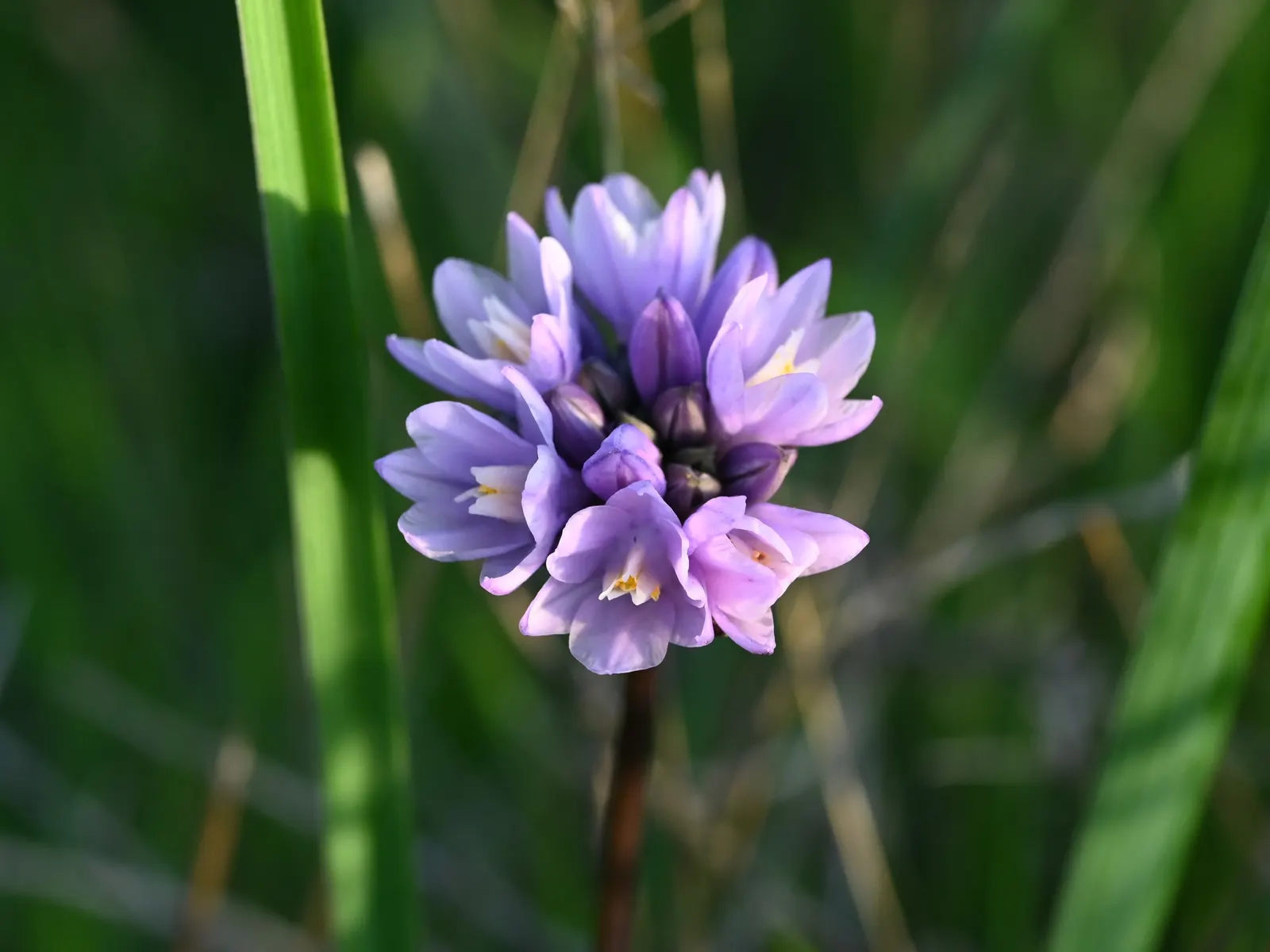 Blue Dicks (Dichelostemma Capitatum) — commonly known as Blue Dicks or Wild Hyacinth