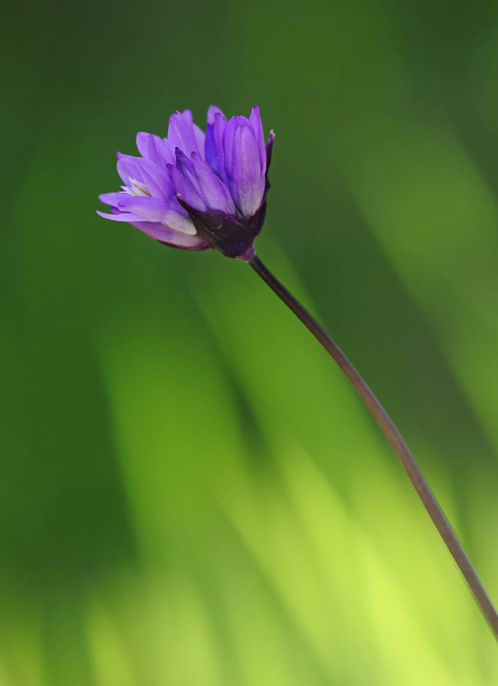 Blue Dicks (Dichelostemma Capitatum) — bulb with blue and lavender and purple blooms
