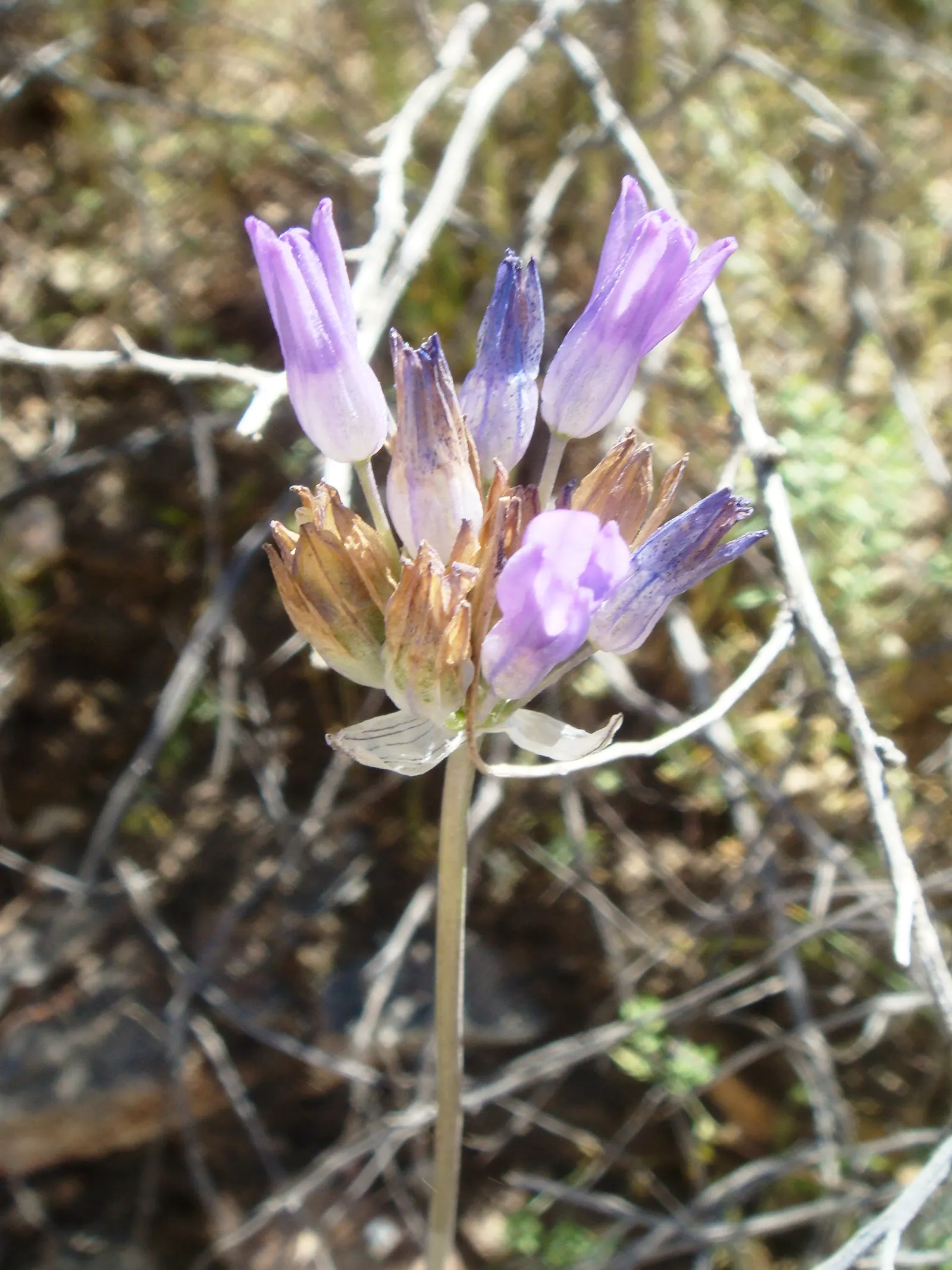 Blue Dicks (Dichelostemma Capitatum) — grass-like leaves that span about 12 to 18 inches in length
