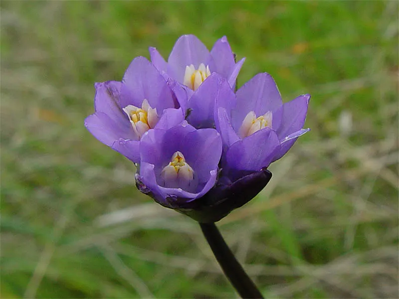 Blue Dicks (Dichelostemma Capitatum) — attract bees and butterflies
