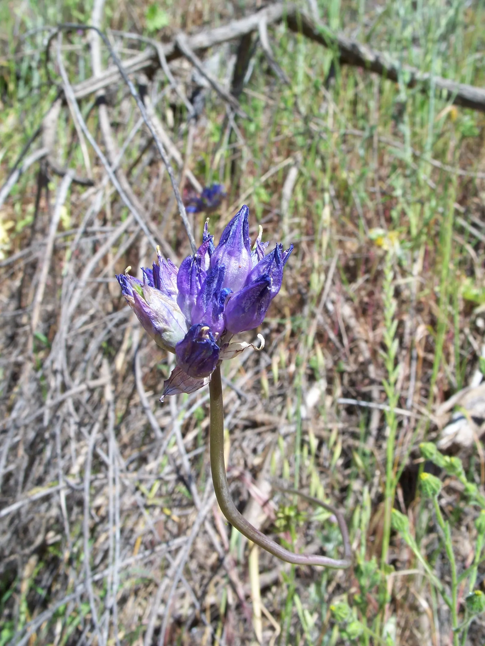 Blue Dicks (Dichelostemma Capitatum) — Dichelostemma capitatum, commonly known as Blue Dicks, is a perennial herb boasting lavender-blue blossoms