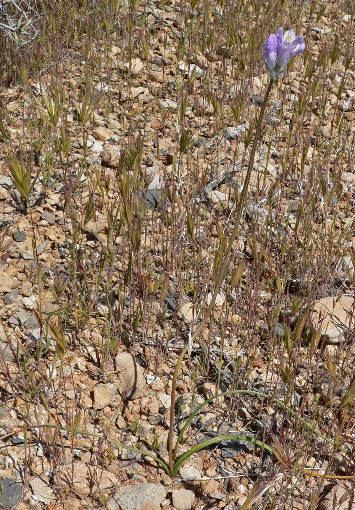 Blue Dicks (Dichelostemma Capitatum) — They are particularly striking when mixed with other drought-tolerant species; dichelostemma capitatum, image 63