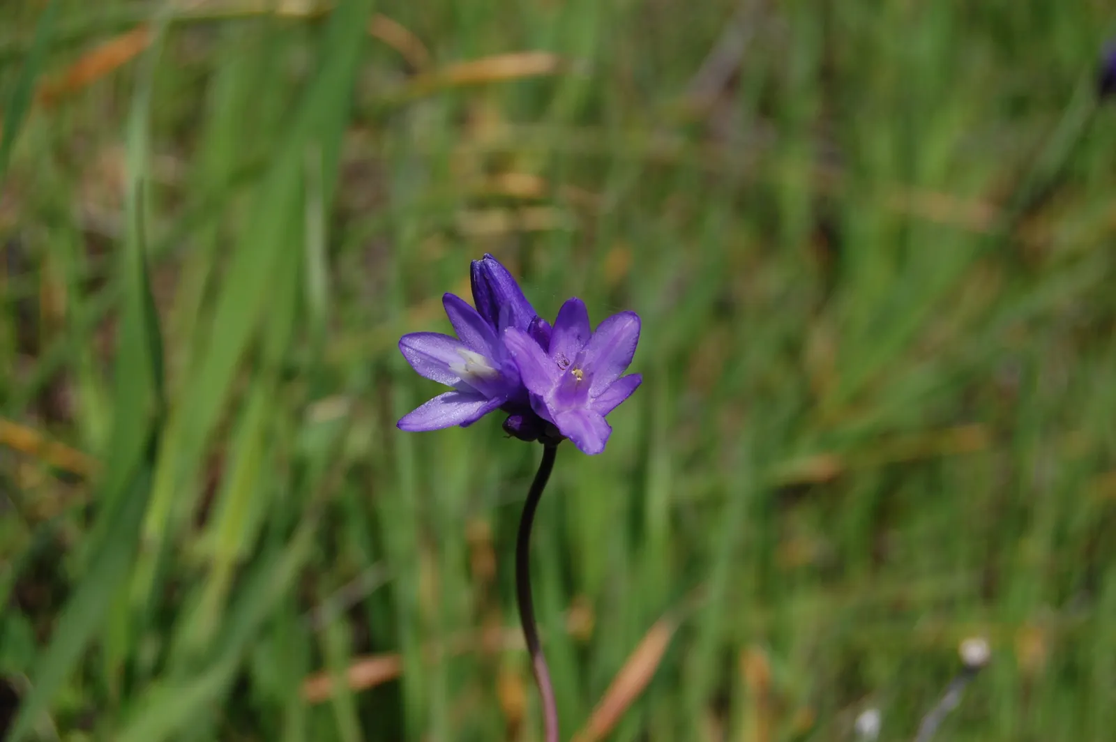 Blue Dicks (Dichelostemma Capitatum) — is a perennial bulbiferous plant that adds a delightful splash of color to any garden; commonly known as, image 54