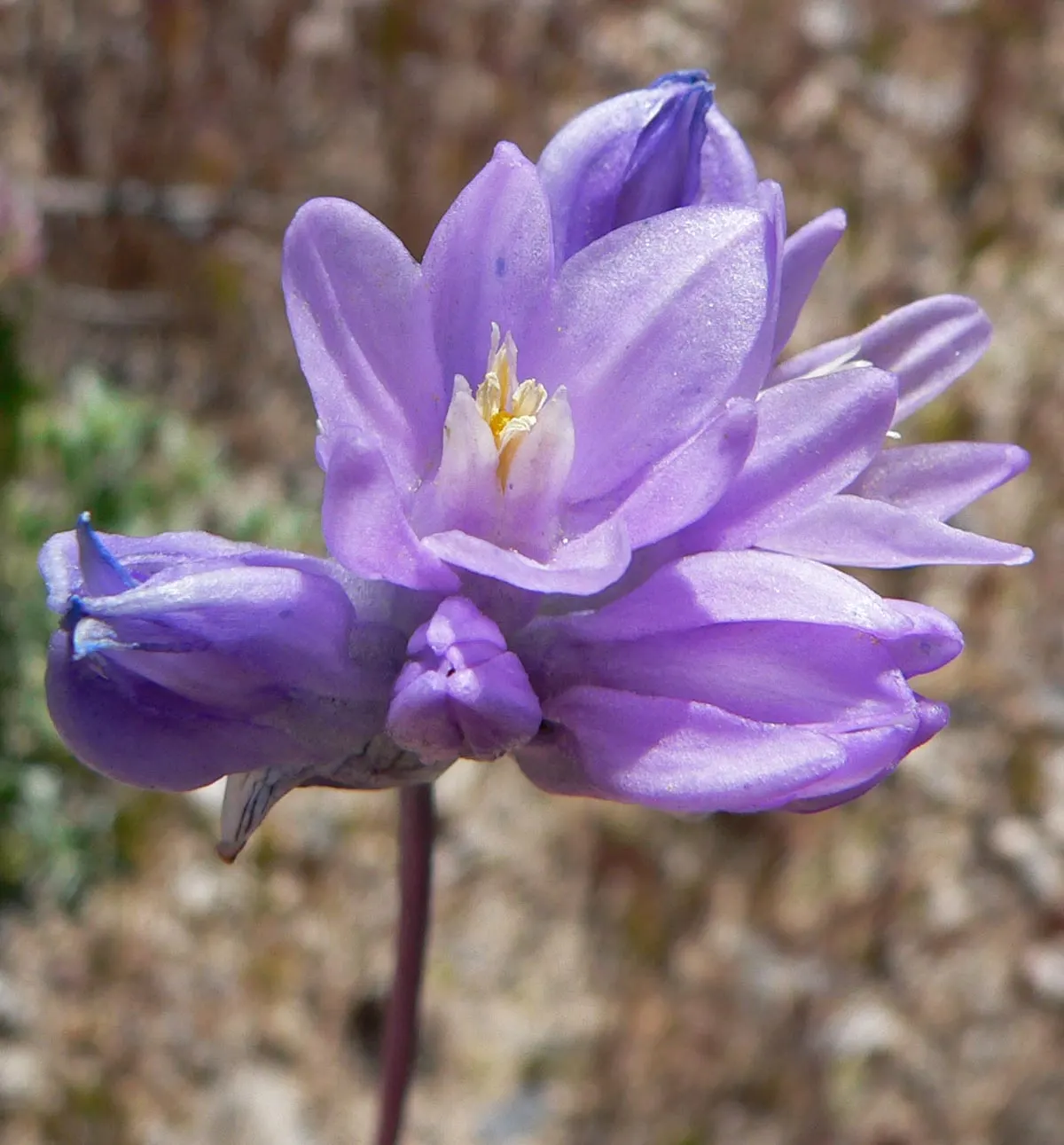 Blue Dicks (Dichelostemma Capitatum) — contributing to the ecological health of your garden