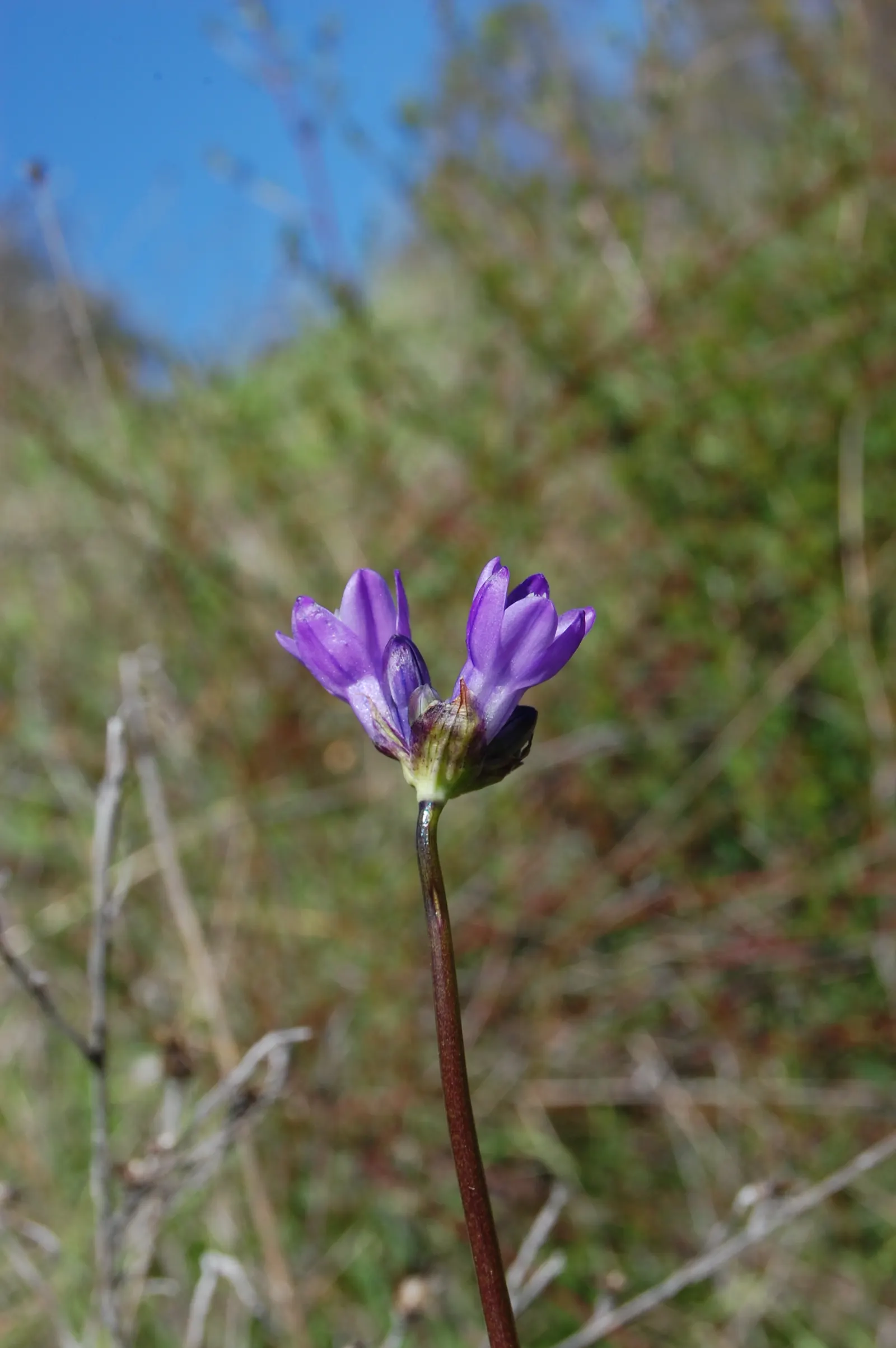 Blue Dicks (Dichelostemma Capitatum) — consider planting them in groups for a bold visual impact; they are particularly striking when mixed with, image 62