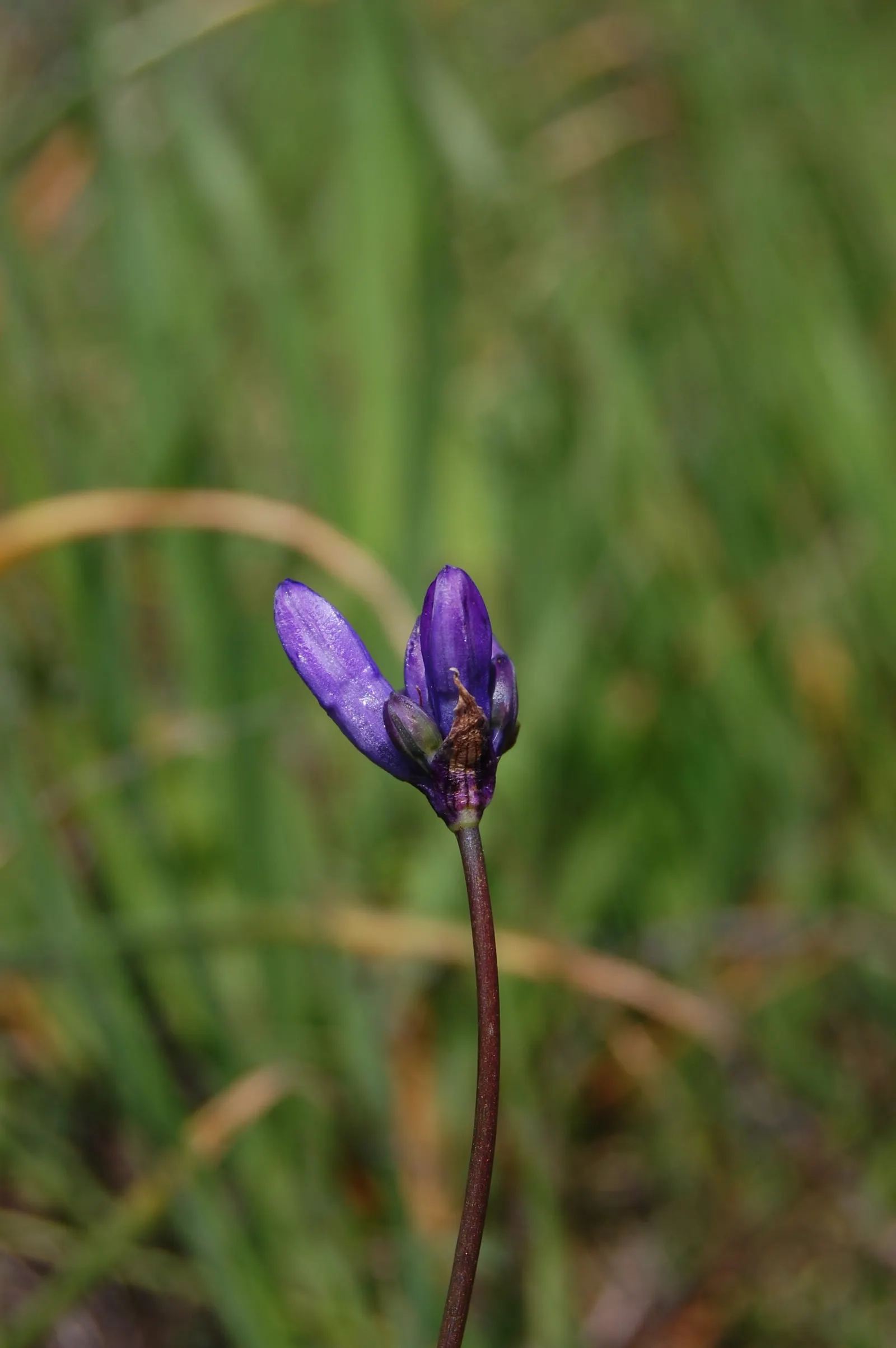 Blue Dicks (Dichelostemma Capitatum) — adding both ecological value and vibrant color to any garden; consider planting them in groups for a bold visual impact