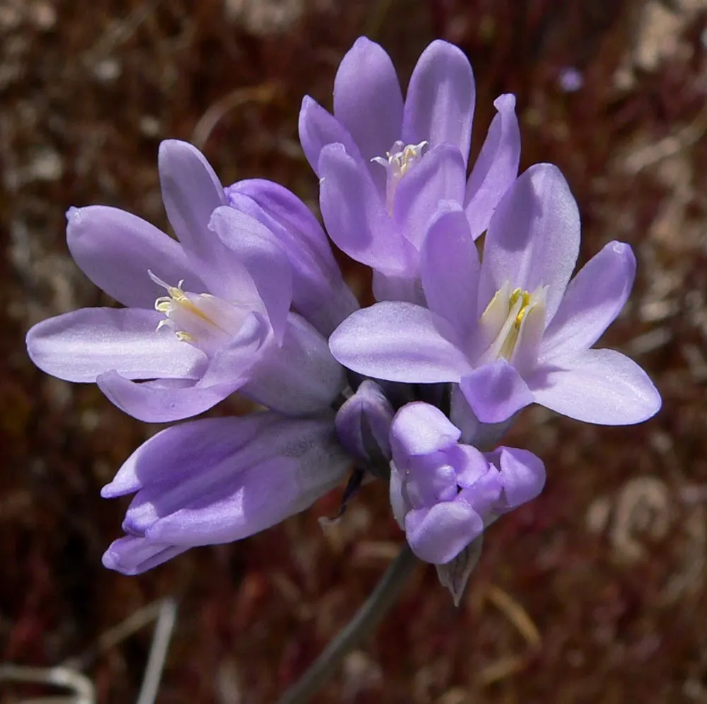 Blue Dicks (Dichelostemma Capitatum) — This native wildflower of the Western United States