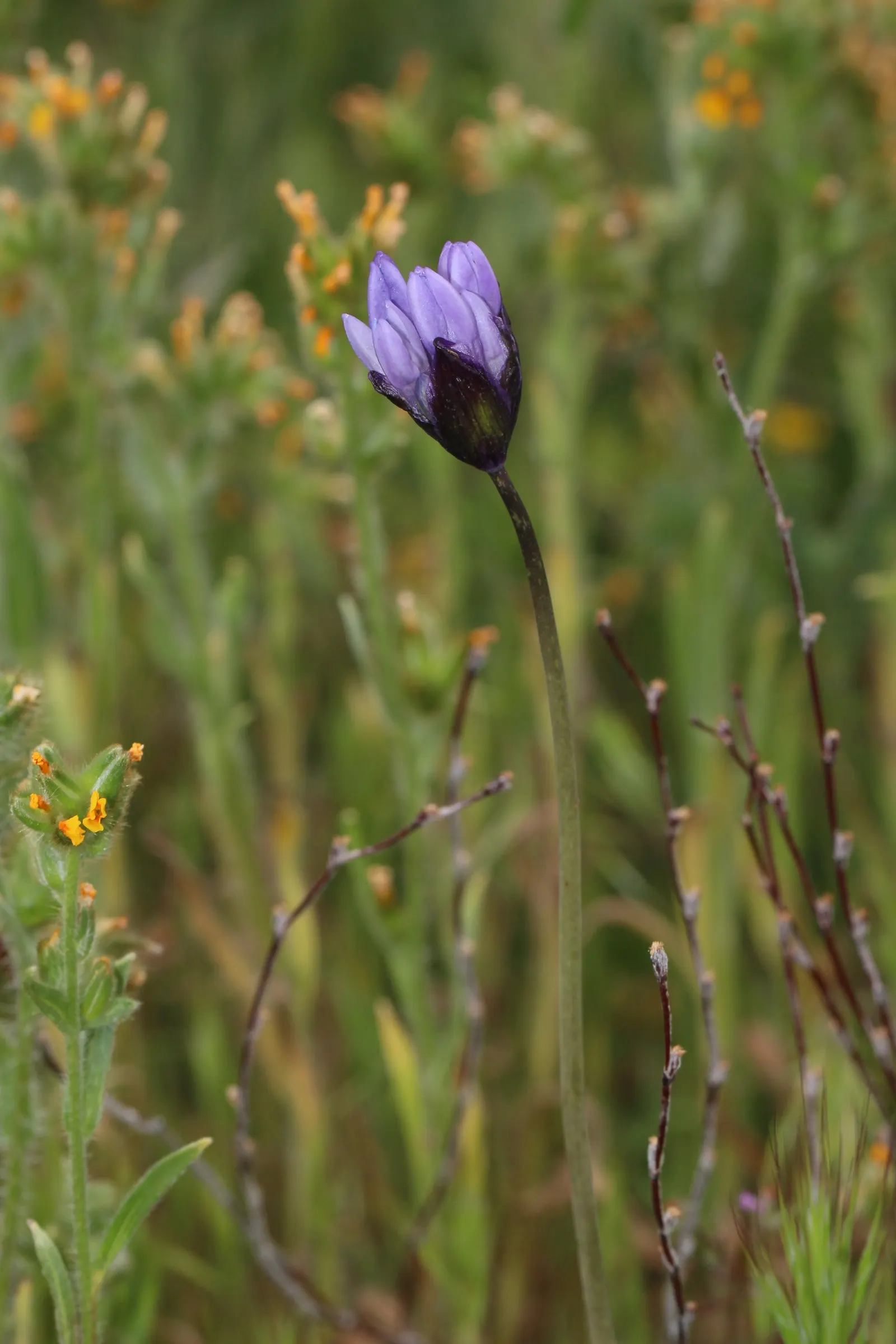 Blue Dicks (Dichelostemma Capitatum) — blue and lavender and purple flowers in the garden