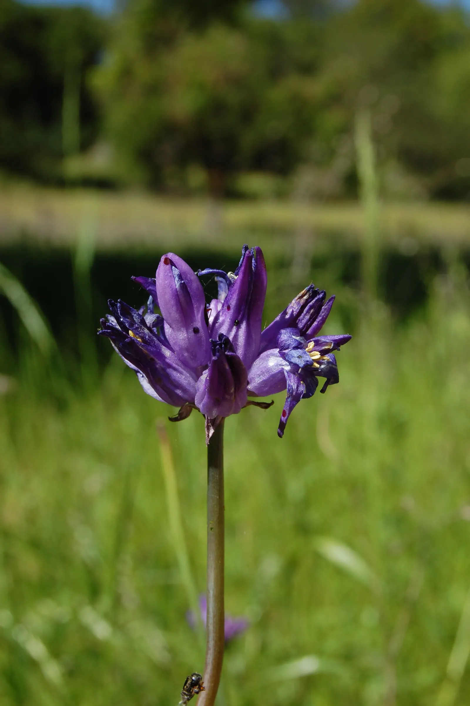 Blue Dicks (Dichelostemma Capitatum) — contributing to the ecological health of your garden; though they often begin to wither away by the time the plant