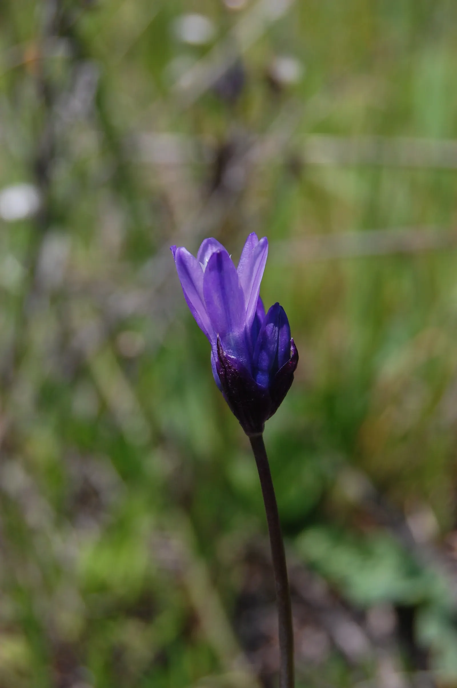 Blue Dicks (Dichelostemma Capitatum) — adding both ecological value and vibrant color to any garden; consider planting them in groups for a bold, image 52