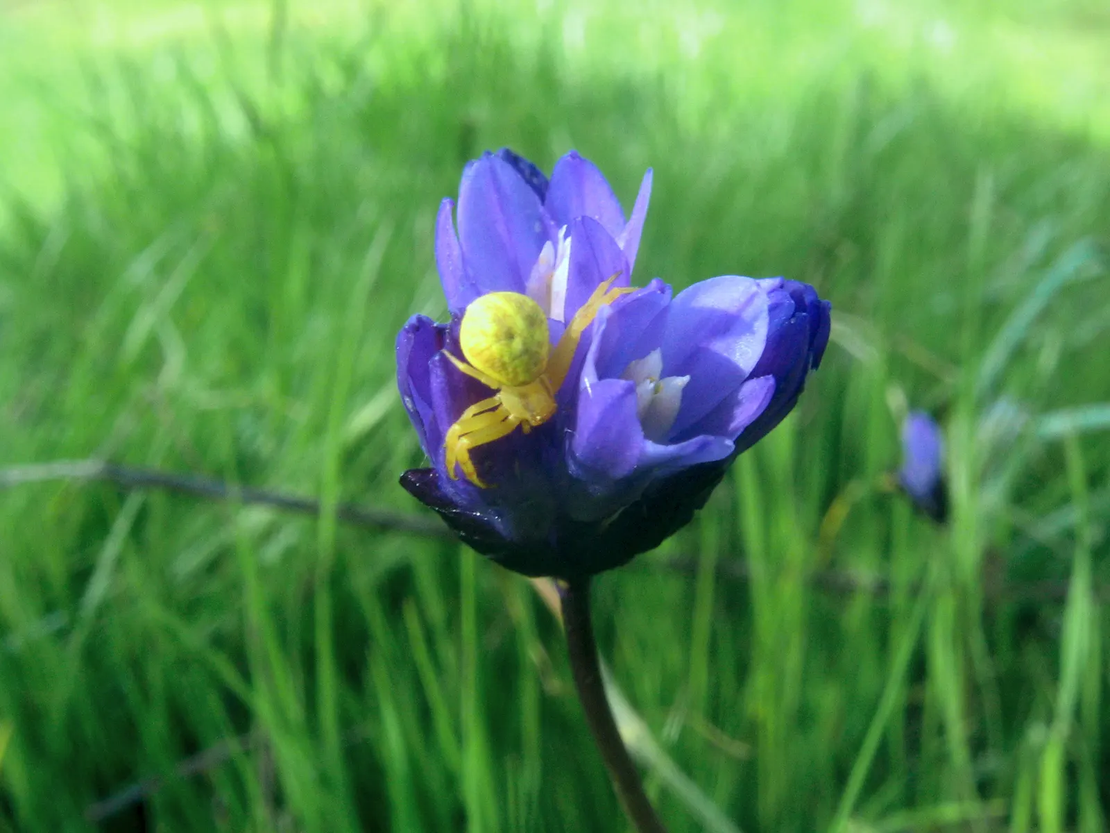 Blue Dicks (Dichelostemma Capitatum) — Hardy bulbs thrive in USDA zones 6-9, preferring full sun or light shade