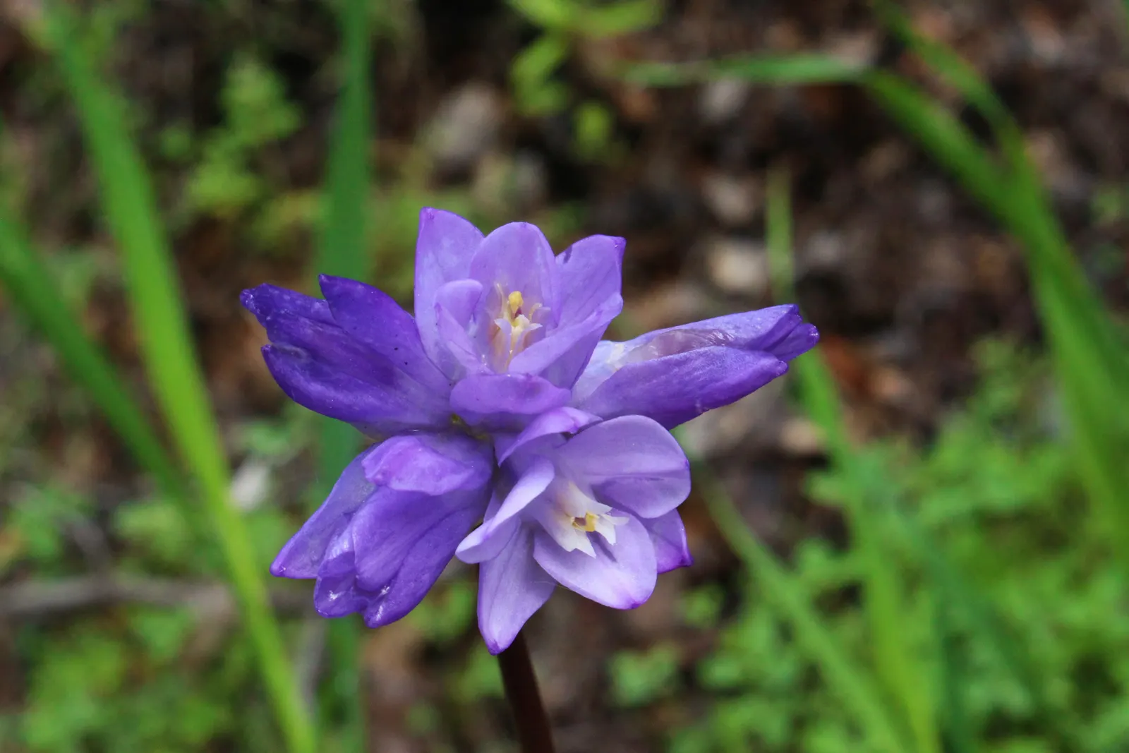 Blue Dicks (Dichelostemma Capitatum) — This native wildflower of the Western United States; grass-like leaves that span about 12 to 18 inches in length