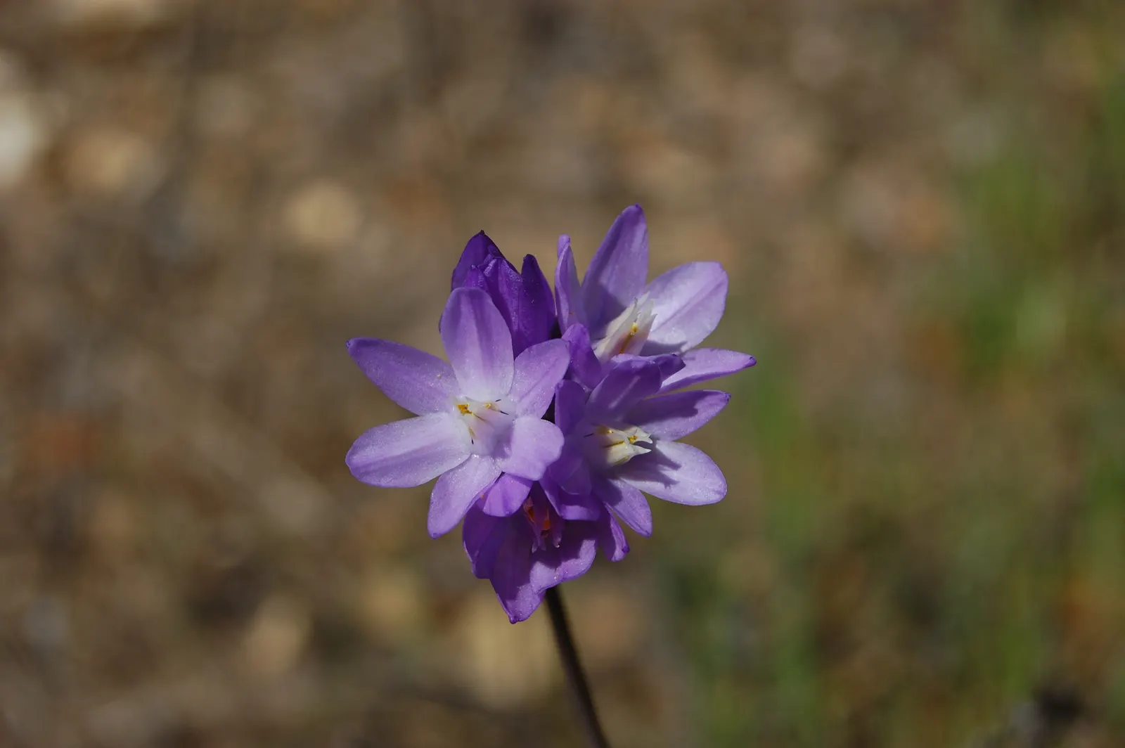 Blue Dicks (Dichelostemma Capitatum) — These flower clusters rise up to 3 feet on leafless stems each spring; exhibits sturdy stems that can grow, image 48
