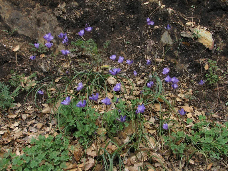 Blue Dicks (Dichelostemma Capitatum) — grass-like leaves that span about 12 to 18 inches in length; hardy bulbs thrive in USDA zones 6-9, image 60