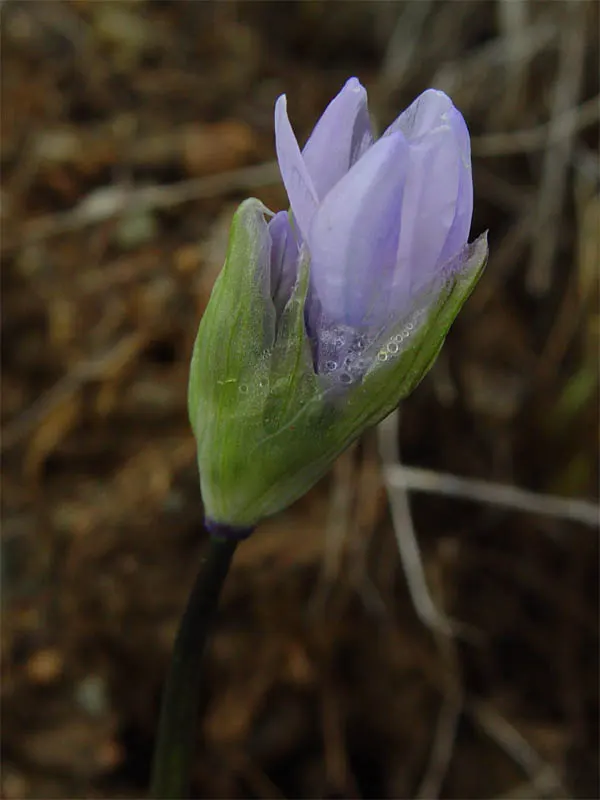 Blue Dicks (Dichelostemma Capitatum) — attract bees and butterflies; this native wildflower of the Western United States