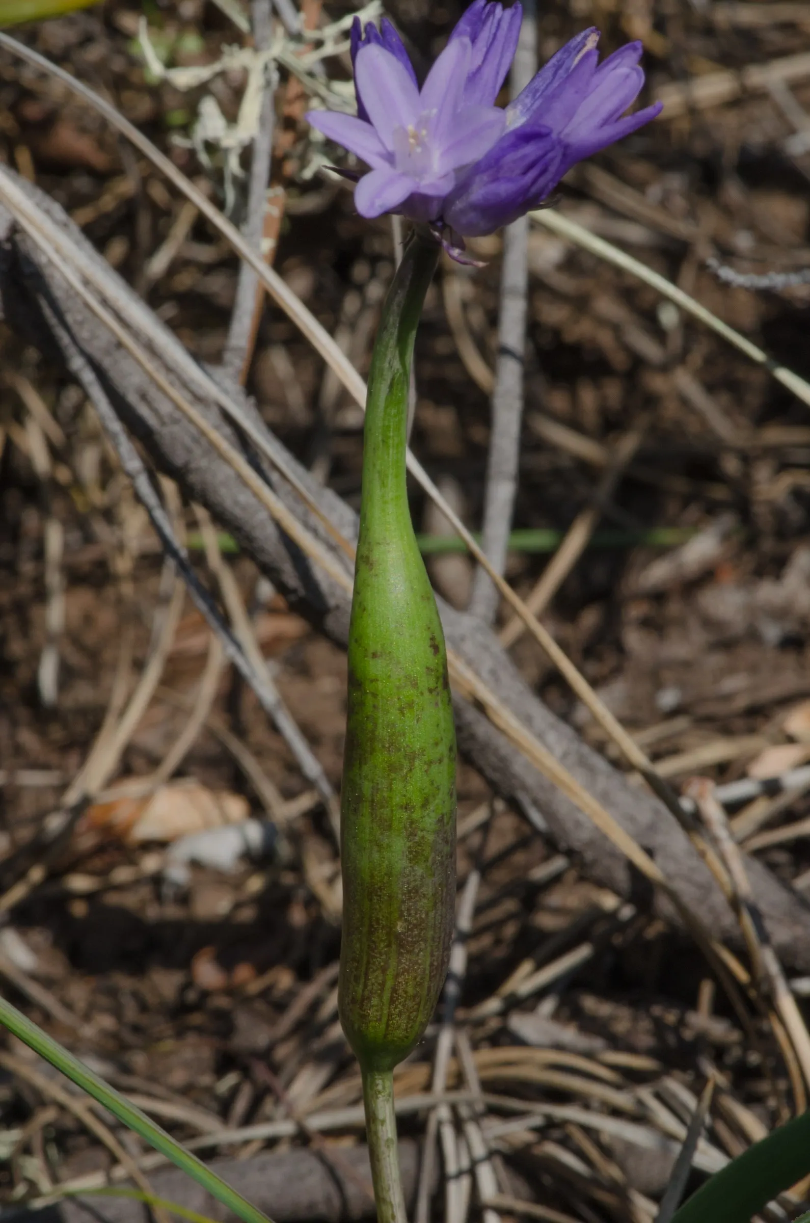 Blue Dicks (Dichelostemma Capitatum) — this low-maintenance plant will provide years of vibrant color and natural charm to any outdoor space; bulb, image 66