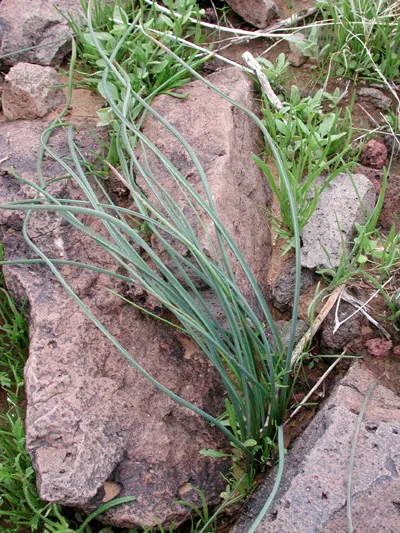 Blue Dicks (Dichelostemma Capitatum) — adding both ecological value and vibrant color to any garden