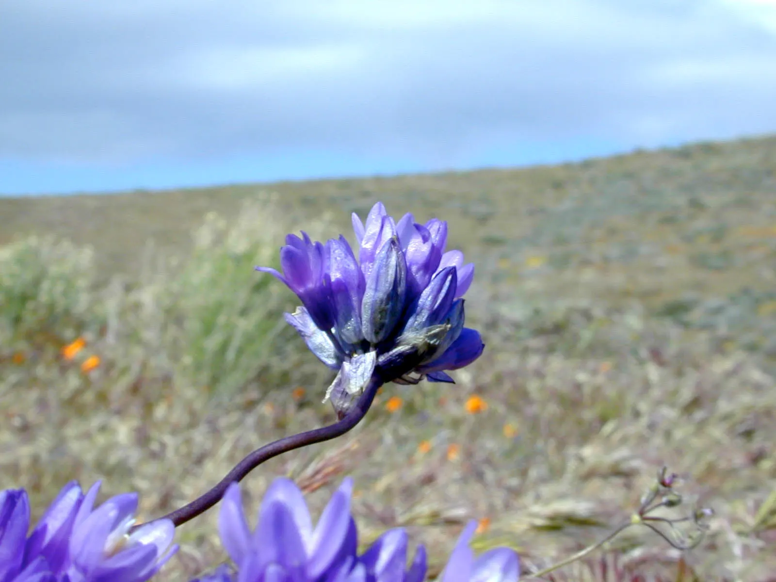 Blue Dicks (Dichelostemma Capitatum) — This native wildflower of the Western United States; grass-like leaves that span about 12 to 18 inches in, image 55