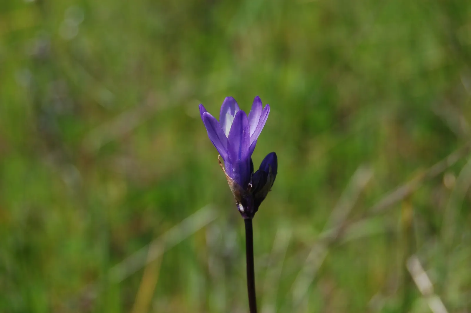 Blue Dicks (Dichelostemma Capitatum) — particularly found in California; blue and lavender and purple flowers in the garden