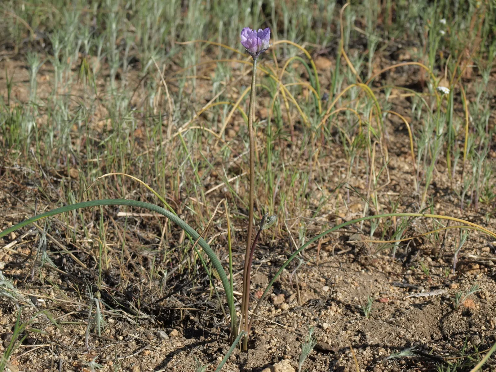 Blue Dicks (Dichelostemma Capitatum) — this low-maintenance plant will provide years of vibrant color and natural charm to any outdoor space; bulb with blue