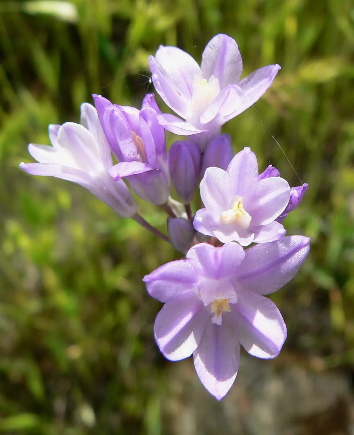 Blue Dicks (Dichelostemma Capitatum) — typically blooming from the early spring months through to early summer; contributing to the ecological health of your