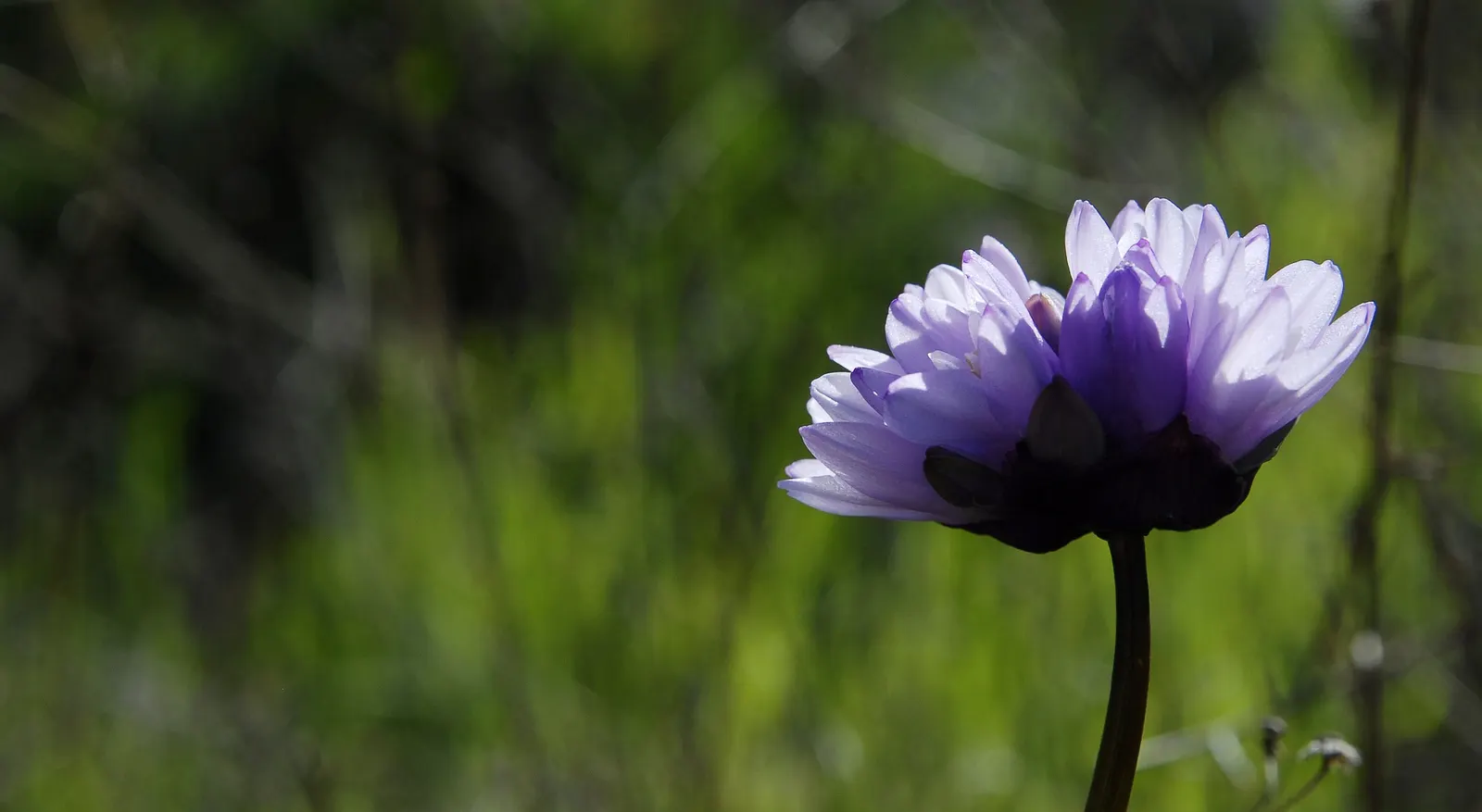 Blue Dicks (Dichelostemma Capitatum) — exhibits sturdy stems that can grow between 12 to 30 inches tall