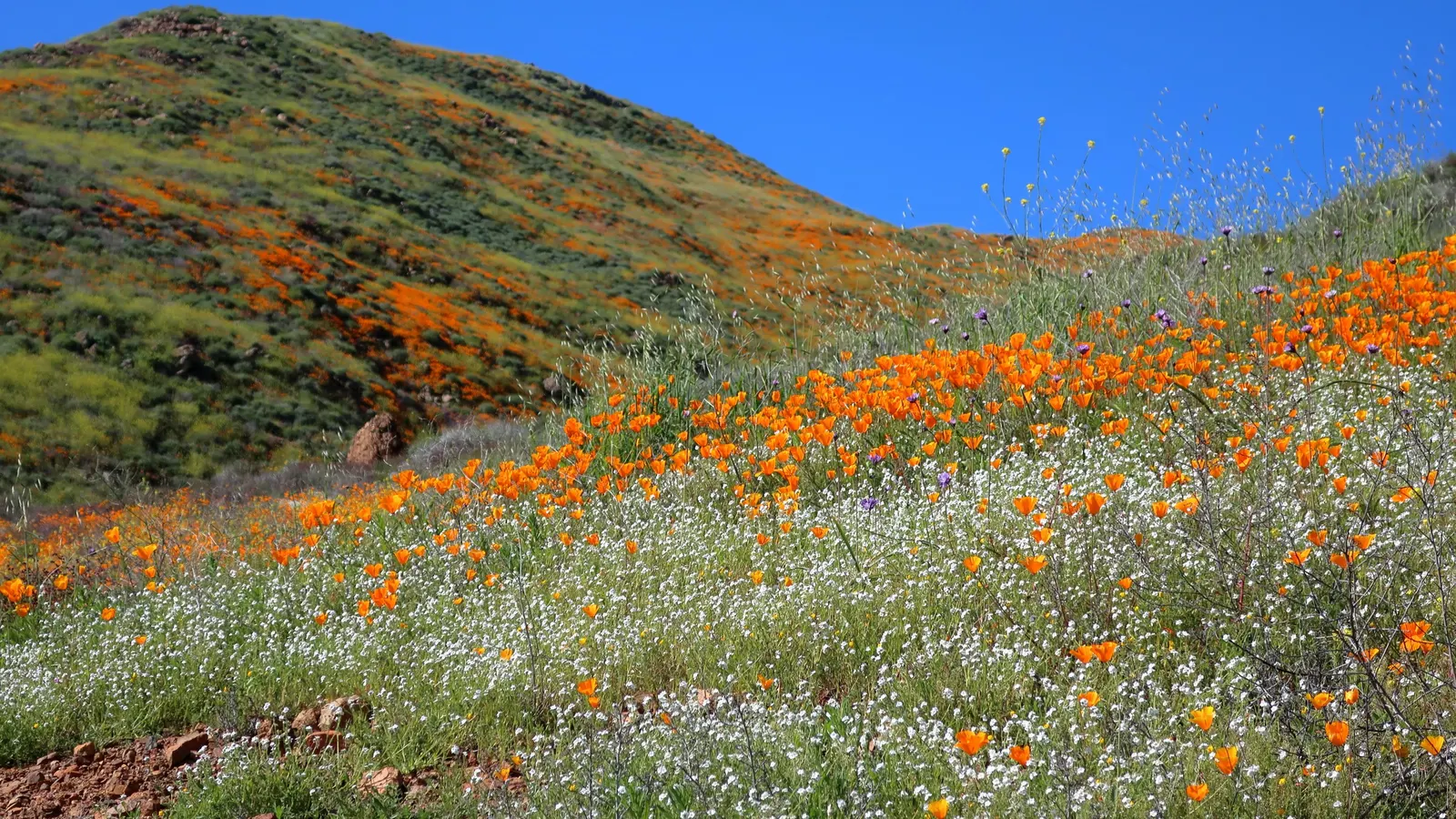 Blue Dicks (Dichelostemma Capitatum) — They are particularly striking when mixed with other drought-tolerant species