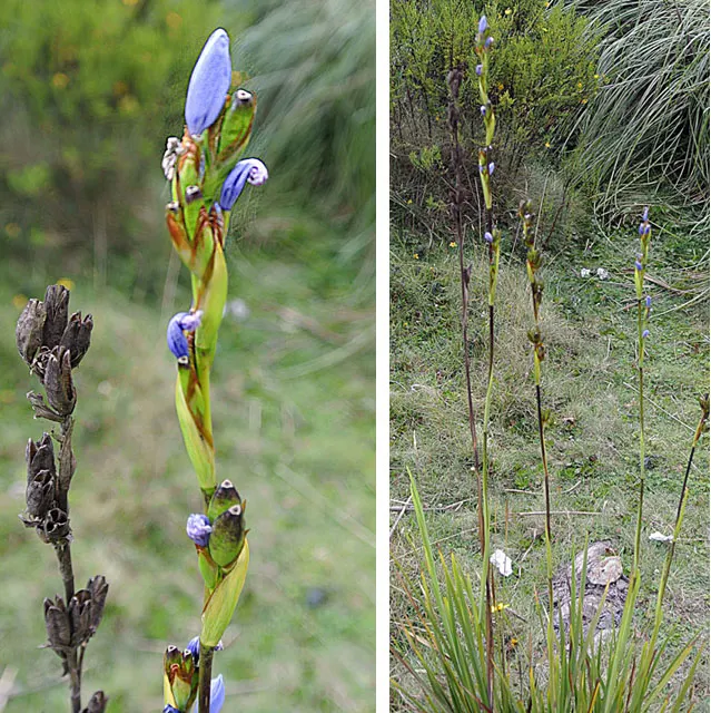 Blue Dicks (Dichelostemma Capitatum) — Blue Dicks is known for attracting pollinators such as bees and butterflies