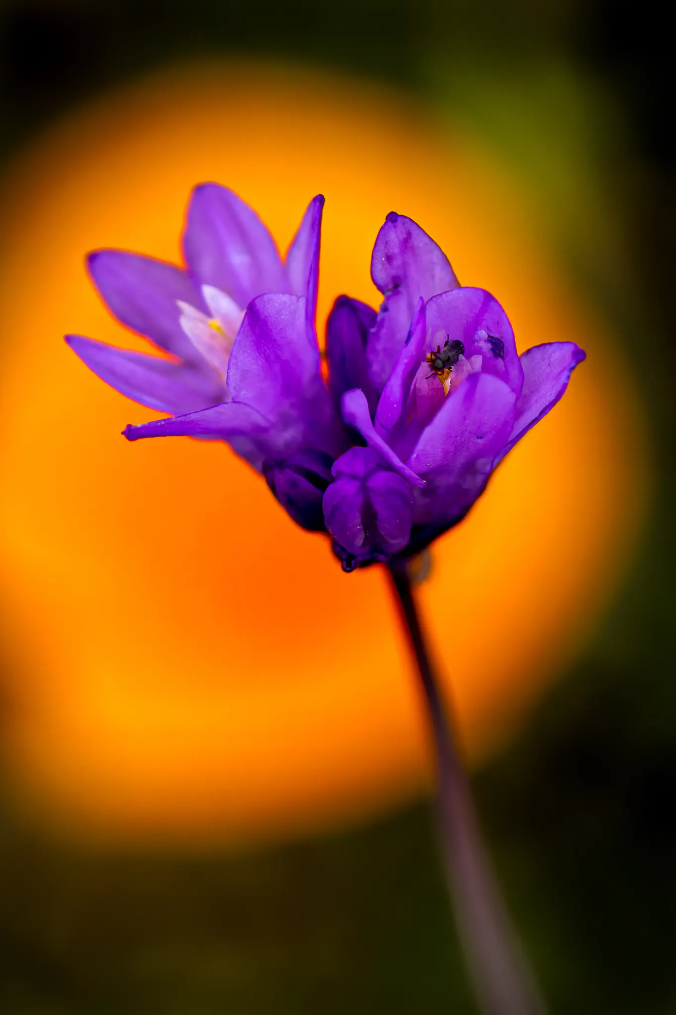 Blue Dicks (Dichelostemma Capitatum) — bell-shaped flowers flourish