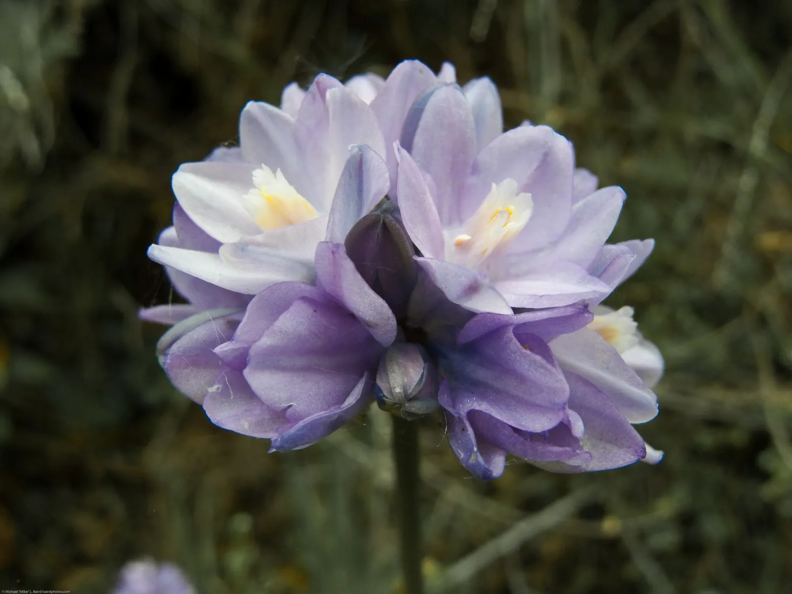 Blue Dicks (Dichelostemma Capitatum) — With minimal water requirements, they're excellent for xeriscapes; these flower clusters rise up to 3 feet, image 50