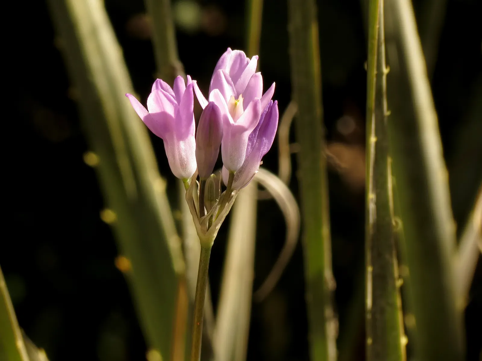 Blue Dicks (Dichelostemma Capitatum) — grass-like leaves that span about 12 to 18 inches in length; hardy bulbs thrive in USDA zones 6-9, preferring full sun