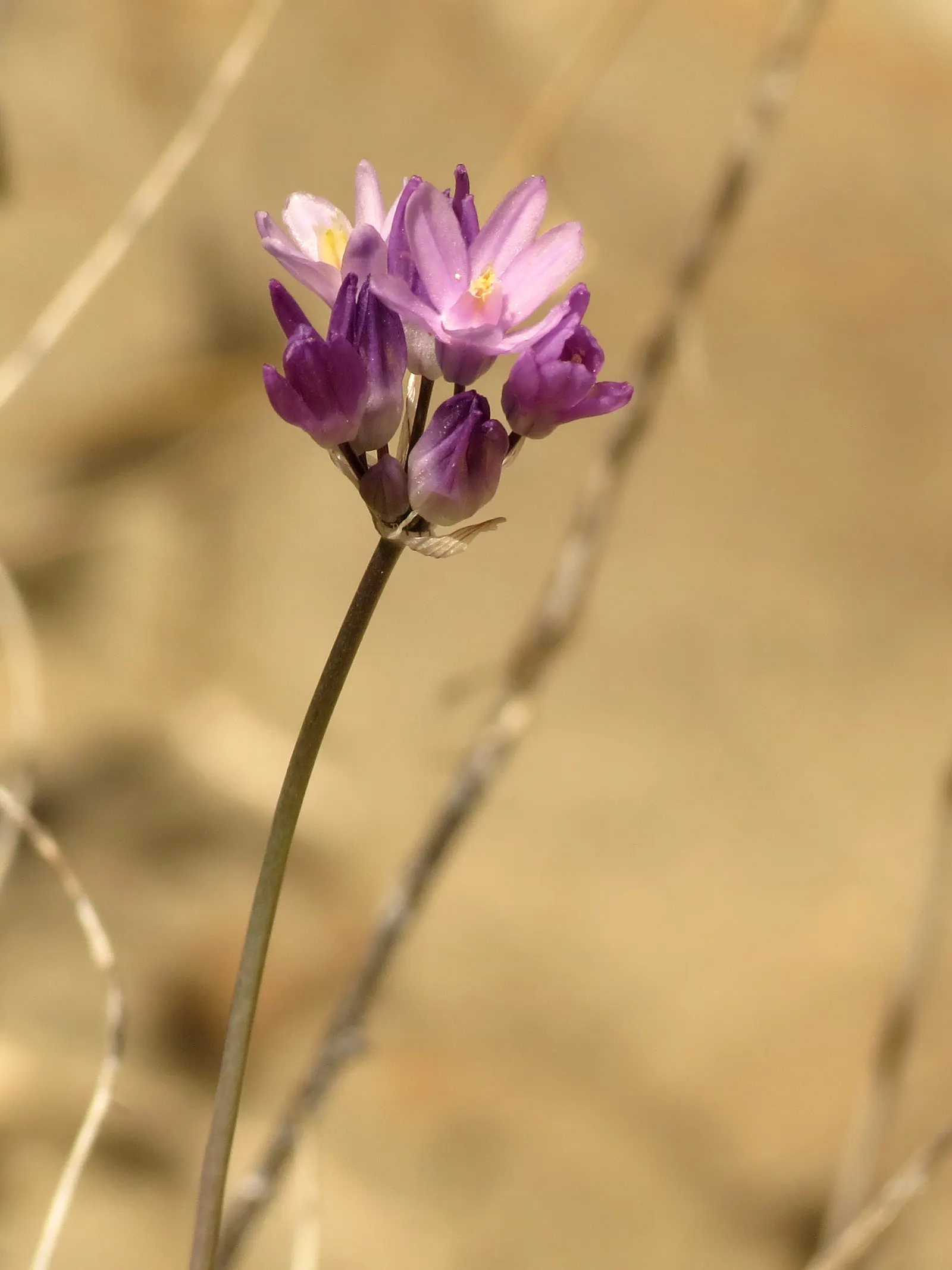 Blue Dicks (Dichelostemma Capitatum) — Hardy bulbs thrive in USDA zones 6-9, preferring full sun or light shade; blue Dicks is known for attracting pollinators