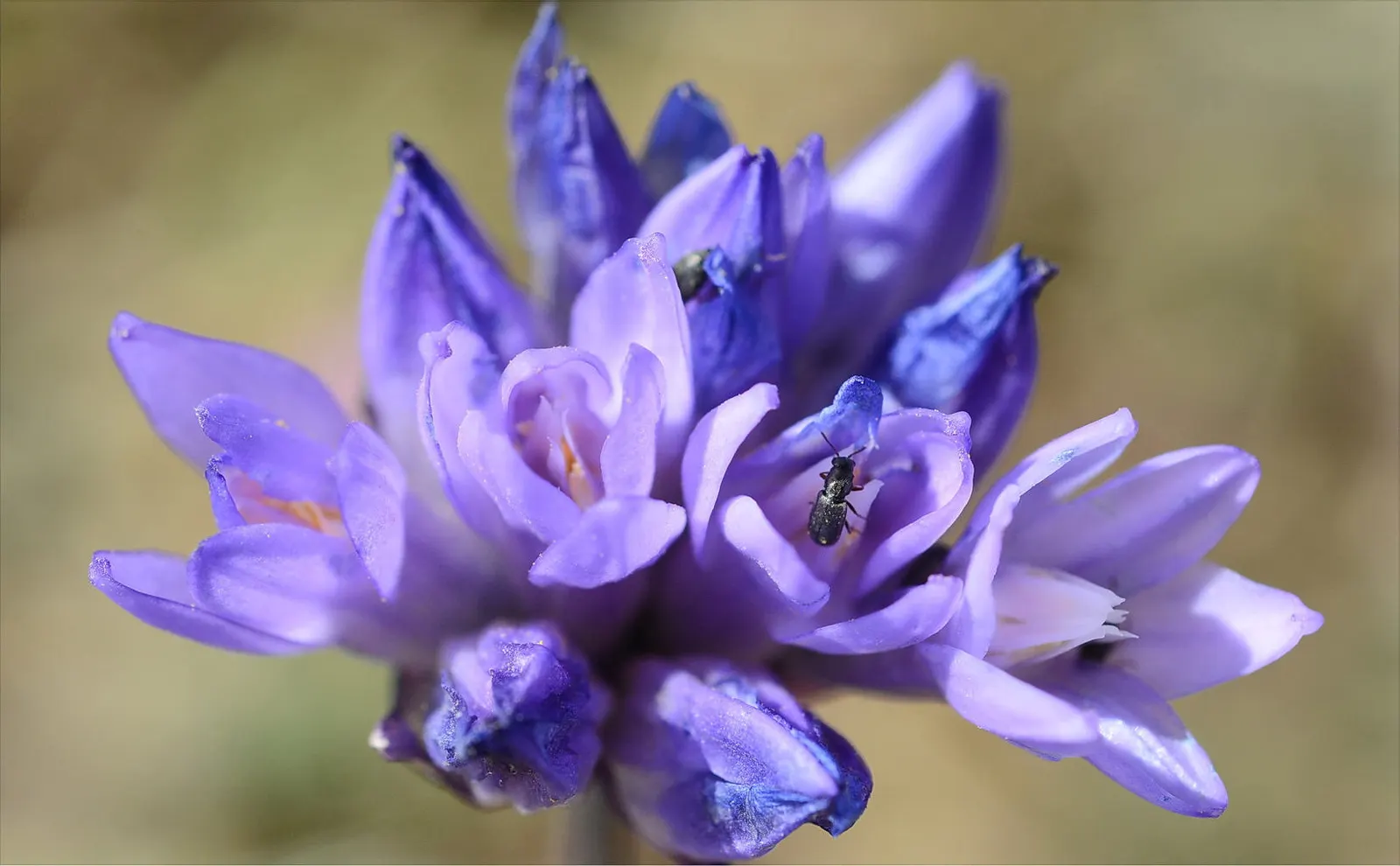 Blue Dicks (Dichelostemma Capitatum) — bell-shaped flowers flourish, image 35