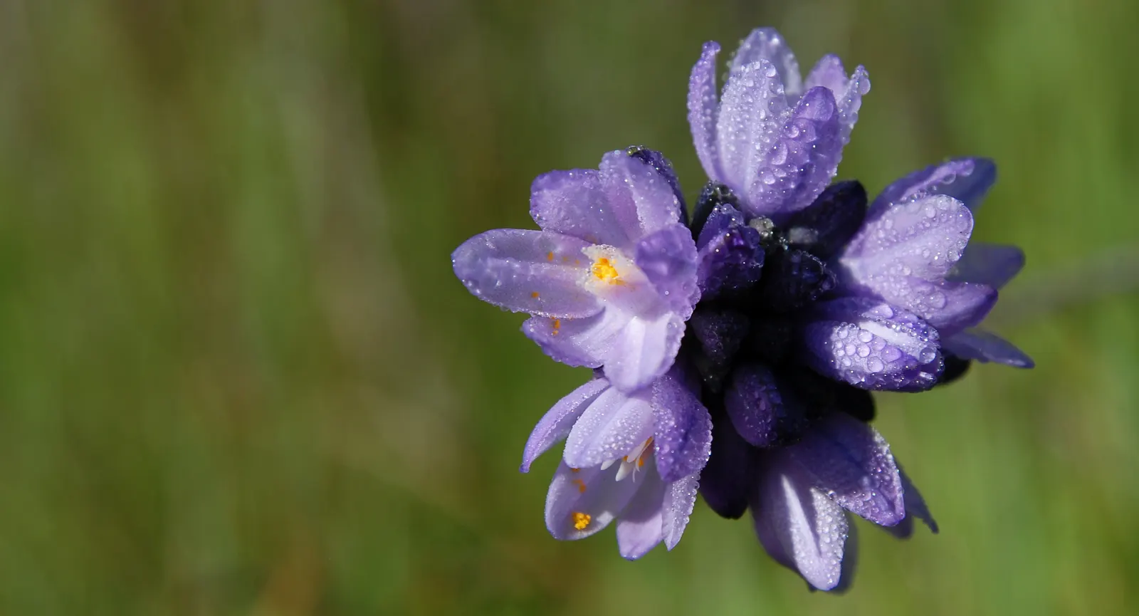 Blue Dicks (Dichelostemma Capitatum) — exhibits sturdy stems that can grow between 12 to 30 inches tall; attract bees and butterflies, image 57