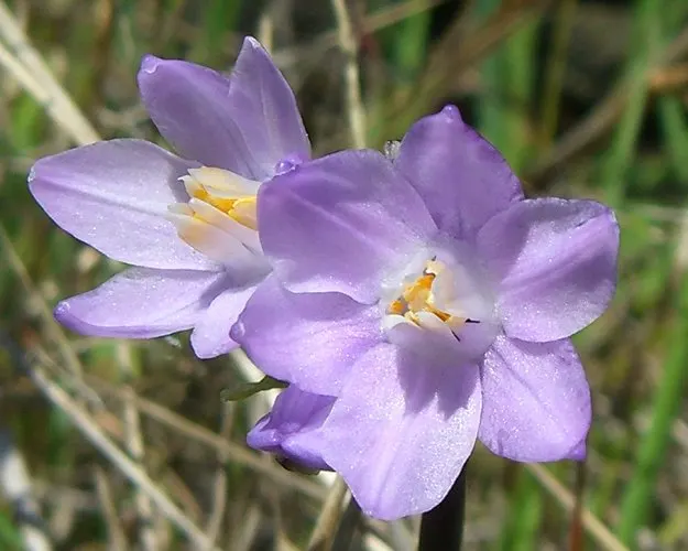 Blue Dicks (Dichelostemma Capitatum) — bulb for full