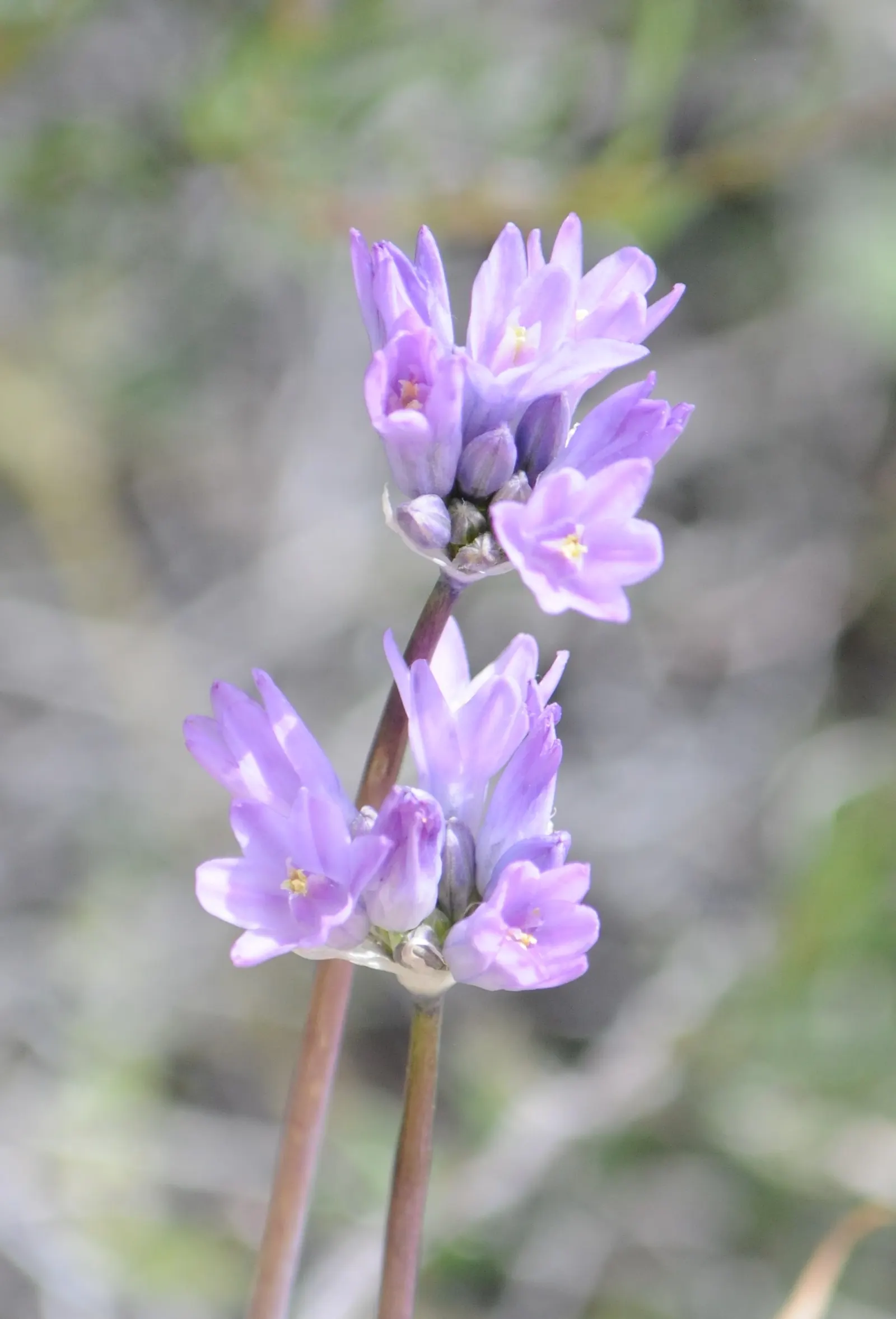 Blue Dicks (Dichelostemma Capitatum) — contributing to the ecological health of your garden; though they often begin to wither away by the time the, image 65
