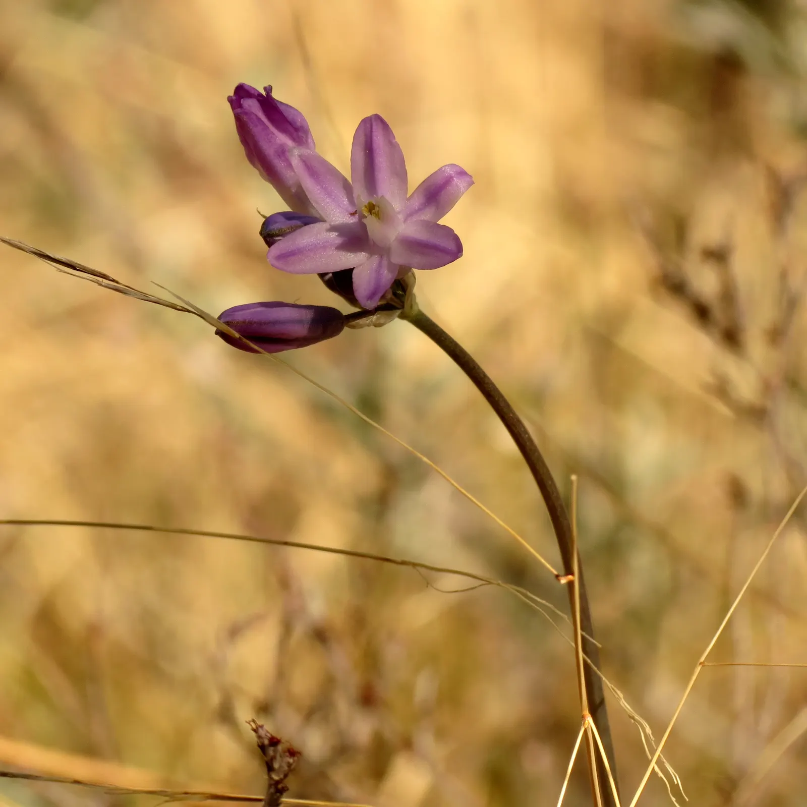 Blue Dicks (Dichelostemma Capitatum) — bulb with blue and lavender and purple blooms; typically blooming from the early spring months through to early summer