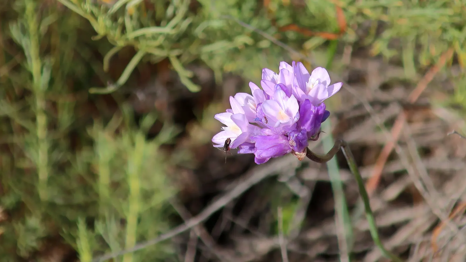 Blue Dicks (Dichelostemma Capitatum) — is a perennial bulbiferous plant that adds a delightful splash of color to any garden