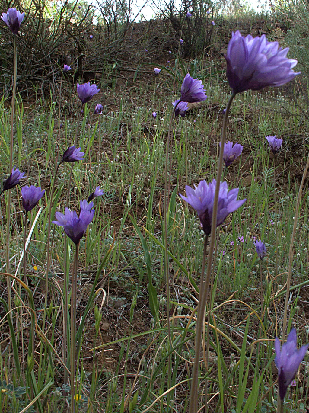 Blue Dicks (Dichelostemma Capitatum) — typically blooming from the early spring months through to early summer; contributing to the ecological, image 59