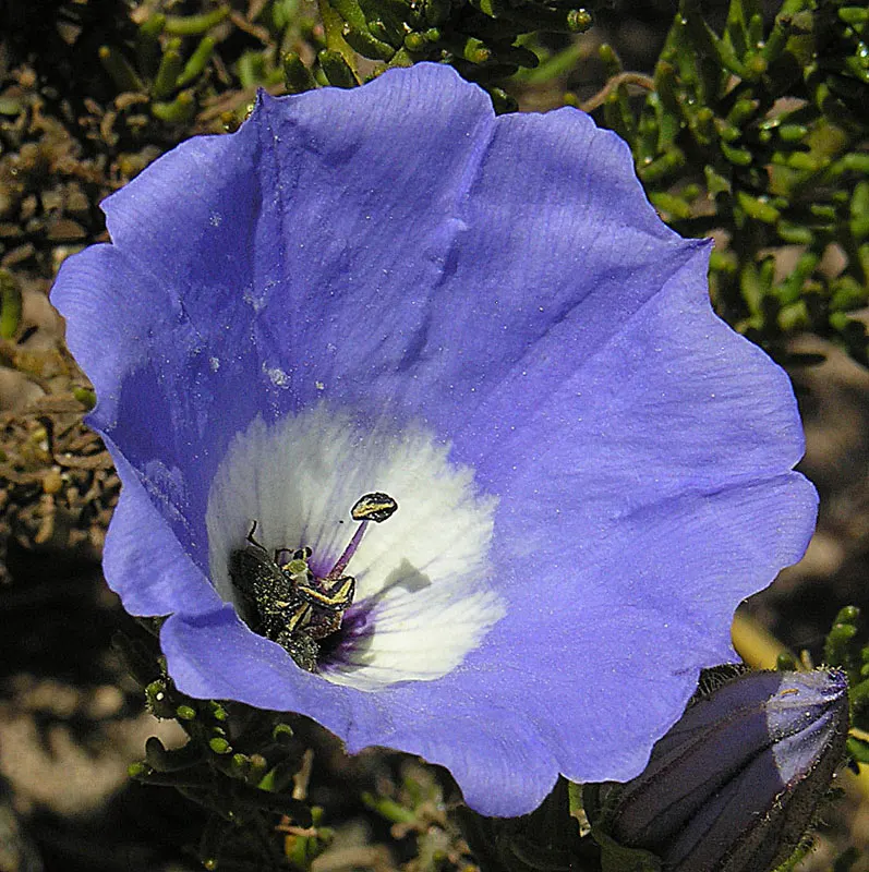 Blue Dicks (Dichelostemma Capitatum) — blue and lavender and purple flowers in the garden; adding both ecological value and vibrant color to any, image 67