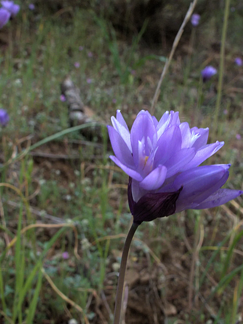 Blue Dicks (Dichelostemma Capitatum) — particularly found in California; blue and lavender and purple flowers in the garden, image 56