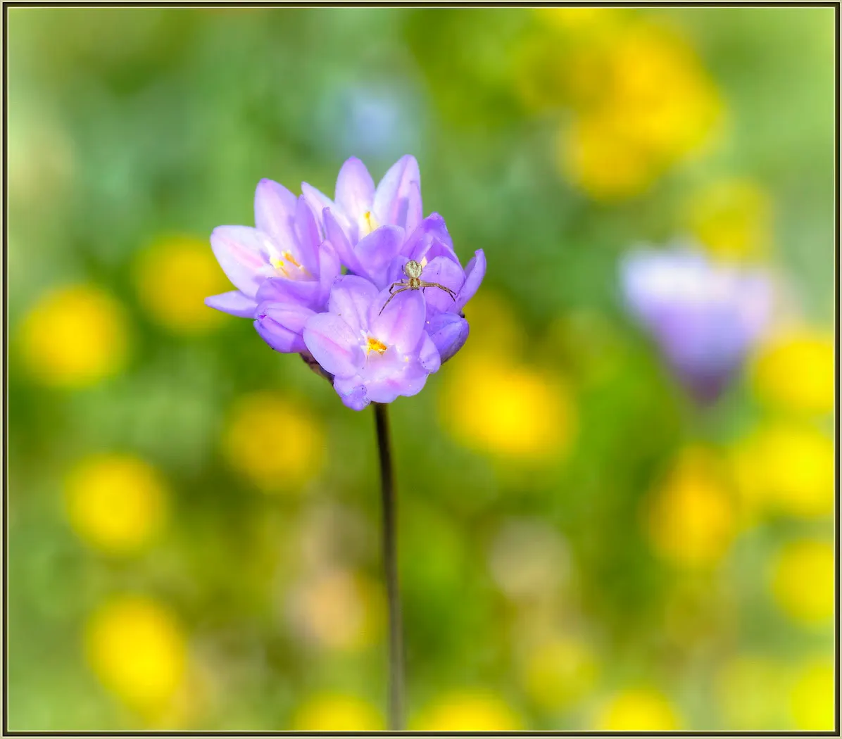 Blue Dicks (Dichelostemma Capitatum) — These flower clusters rise up to 3 feet on leafless stems each spring; exhibits sturdy stems that can grow between 12 to